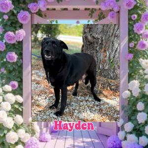 Hayden, Retriever, Black Labrador, adult, available for adoption
