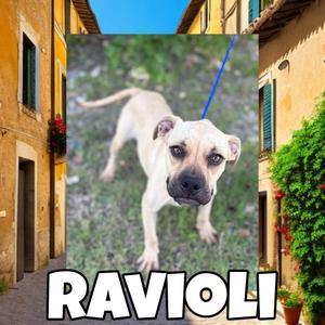 Ravioli, Bulldog, young, available for adoption