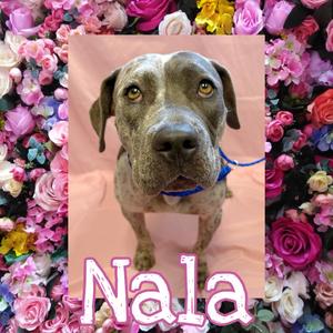 Nala, Terrier, American Pit Bull, young, available for adoption