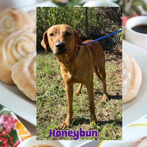 Honeybun, Hound, young, available for adoption