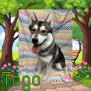 Togo, Klee Kai, available for adoption