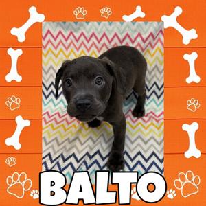 A black puppy named Balto standing on a colorful zigzag patterned rug, surrounded by white bones and paw prints on an orange background.
