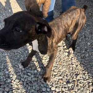 Tigger, Boxer, young, available for adoption
