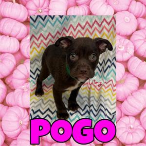 Pogo, Terrier, Pit Bull, puppy, available for adoption
