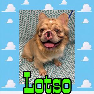 Lotso, Bulldog, French, adult, available for adoption