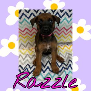 Razzle, Pinscher, Doberman, puppy, available for adoption