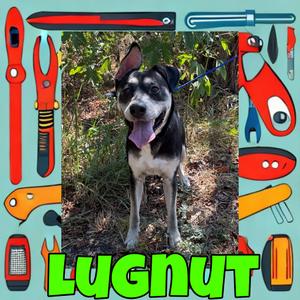 Lugnut, Shepherd, German, adult, available for adoption