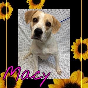 Macy, Retriever, Labrador, adult, available for adoption