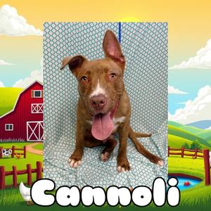 Cannoli, Terrier, Pit Bull, young, available for adoption