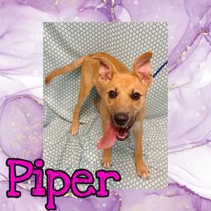 Piper, Shepherd, puppy, available for adoption