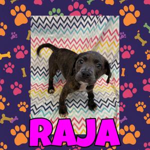 Raja, Terrier, Pit Bull, puppy, available for adoption