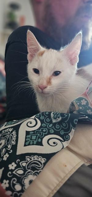 Gandolf, kitten, available for adoption