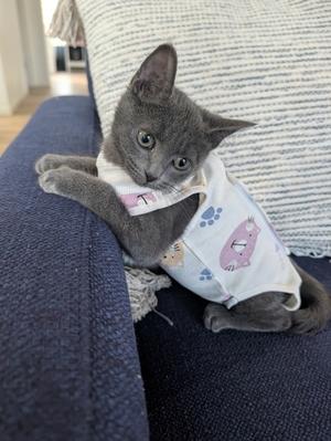 Trisha, kitten, available for adoption