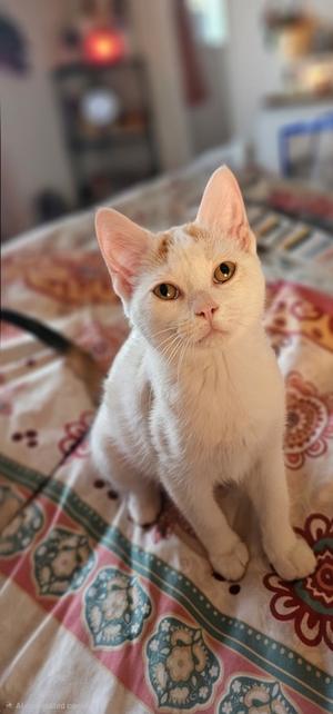 A white cat with light brown markings on its head and ears, sitting on a patterned blanket. The cat has large, expressive eyes and is looking directly at the camera.