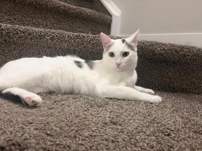 A white cat with black spots lying on a brown carpeted staircase.