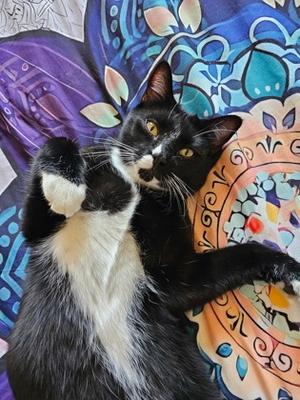 Stake, adult, available for adoption