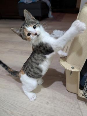 A small calico kitten with white, black, and orange fur is standing on its hind legs, reaching up with its front paws towards a beige object. The kitten is looking up with wide eyes, and its tail is visible on the left side of the image. The background shows a wooden floor and part of a piece of furniture.