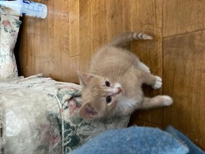 Caramel, kitten, available for adoption