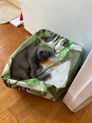 Santos, kitten, available for adoption