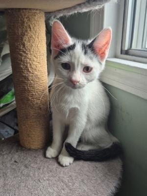Moana, kitten, available for adoption