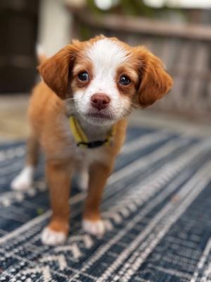Beurre Blanc, Maltese / Cavalier King Charles Spaniel, puppy, available for adoption