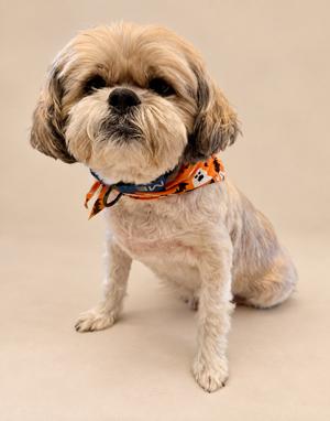 A fluffy dog wearing an orange bandana with a pattern of small dogs on it, sitting on a beige background.