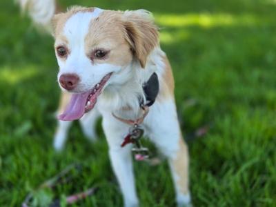 Avalon, Cavalier King Charles Spaniel, puppy, available for adoption