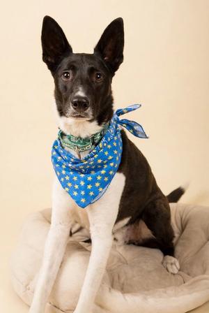 A black and white dog wearing a blue bandana with yellow stars, sitting on a beige cushion.