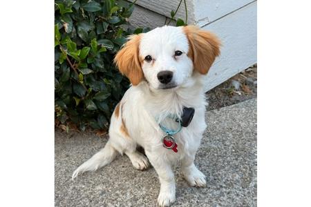 Cayenne, Cavalier King Charles Spaniel, puppy, available for adoption