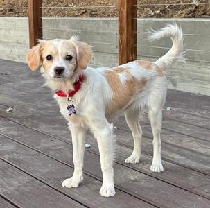 A small white and brown dog with floppy ears standing on a wooden deck. The dog is wearing a red collar with a tag.