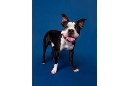 A black and white dog with a pink tongue sticking out, standing on a blue background.
