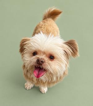 a small dog with fluffy fur and a happy expression