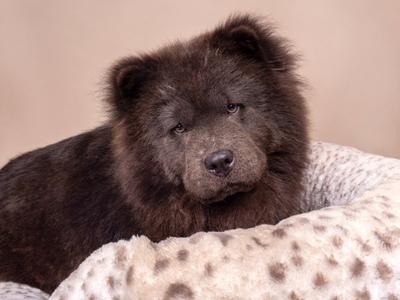 Crab Rangoon, Chow Chow, adult, available for adoption