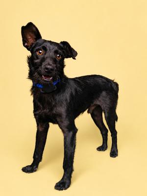 A black dog with a blue collar standing on a yellow background