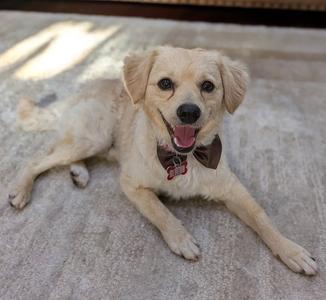 A light-colored dog with floppy ears and a brown bow tie lying on a carpeted floor.