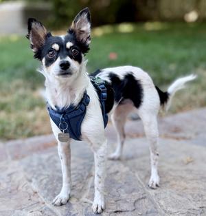 Orangina, Rat Terrier, young, available for adoption