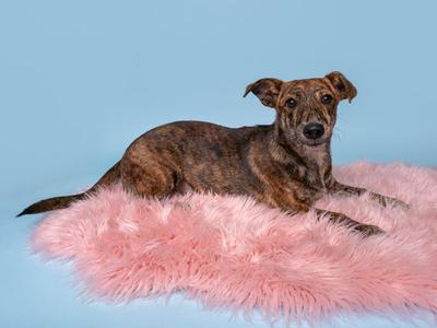 A brindle dog lying on a pink fluffy rug against a blue background.