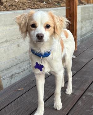Prelude, Cavalier King Charles Spaniel, puppy, available for adoption
