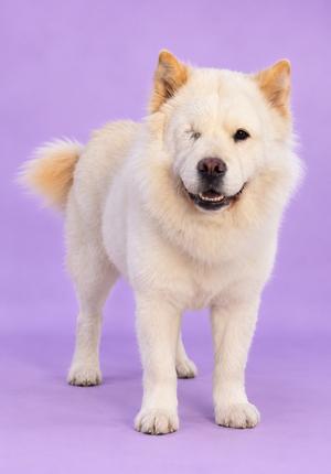 A fluffy white dog with a curly tail standing on a purple background.