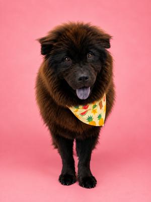 A fluffy black dog with a yellow bandana featuring pineapple patterns, standing against a pink background.