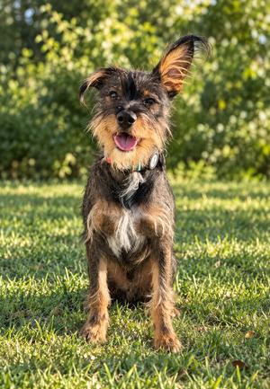 Cannoli, Miniature Schnauzer, young, available for adoption