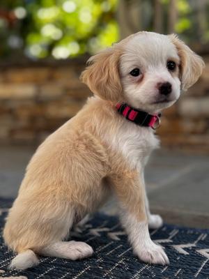 Aioli, Maltese / Cavalier King Charles Spaniel, puppy, available for adoption
