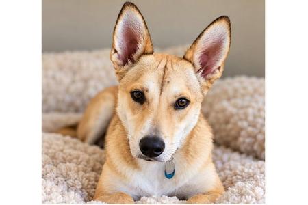A light brown dog with pointed ears lying on a fluffy white blanket.