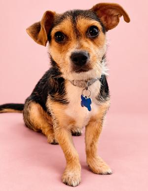 A small dog with a black and brown coat, sitting on a pink background. The dog has a blue tag on its collar.
