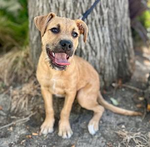 Bullseye, Border Terrier / Staffordshire Bull Terrier, puppy, available for adoption