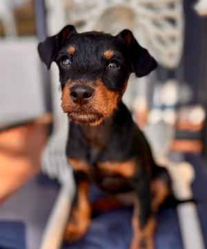 Beyond, Miniature Schnauzer / Patterdale Terrier (Fell Terrier), puppy, available for adoption