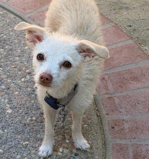 A small white dog with floppy ears standing on a brick sidewalk.