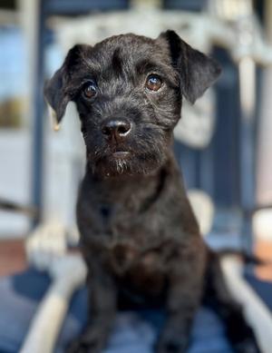 Infinity, Miniature Schnauzer / Patterdale Terrier (Fell Terrier), puppy, available for adoption