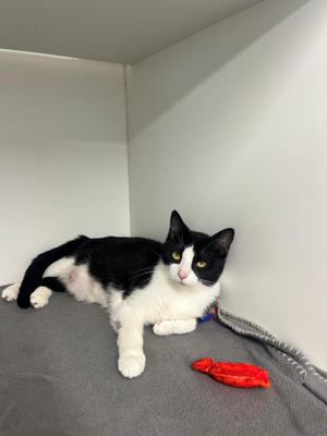 Birdie, adult, available for adoption
