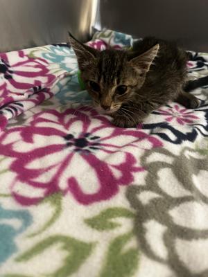 Autumn, kitten, available for adoption